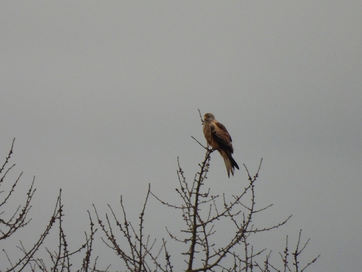 luňák červený - ML647085059