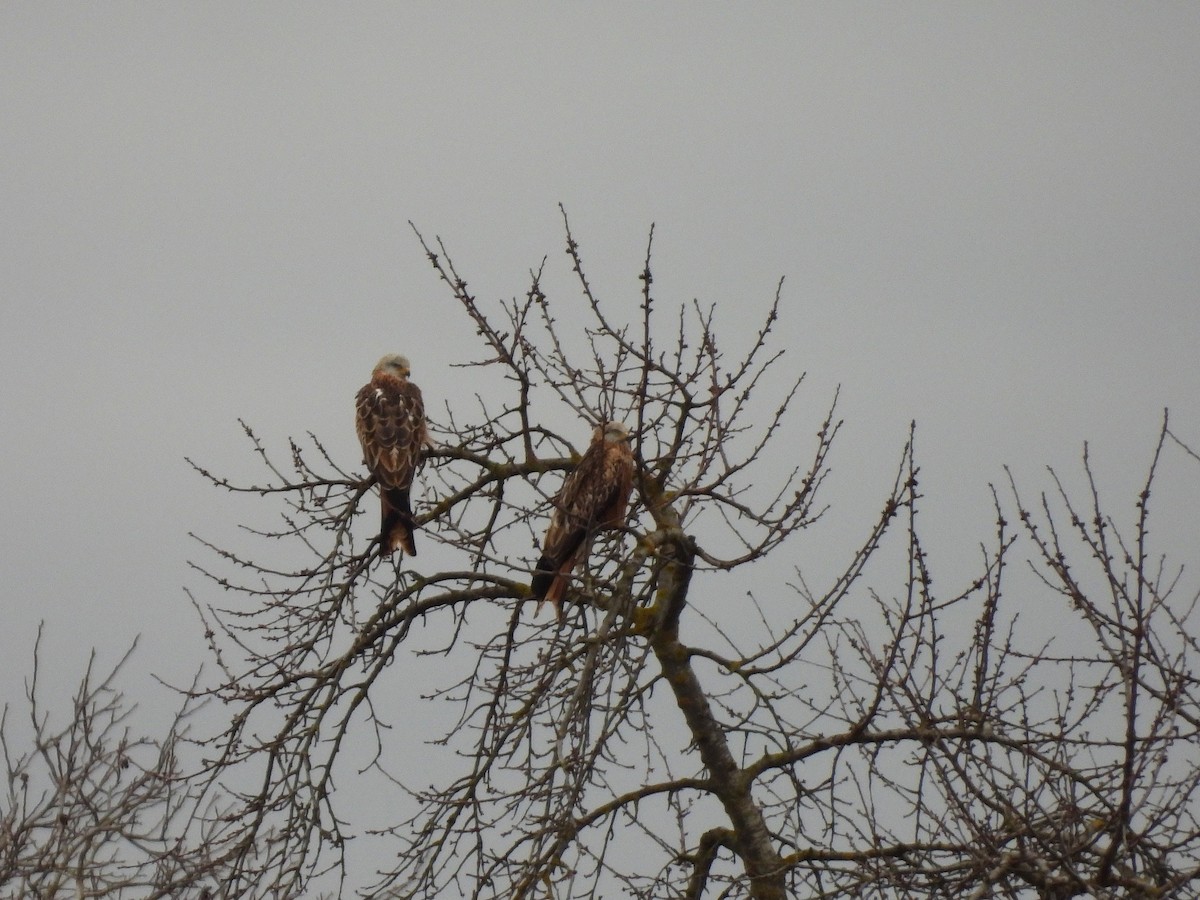 luňák červený - ML647085060