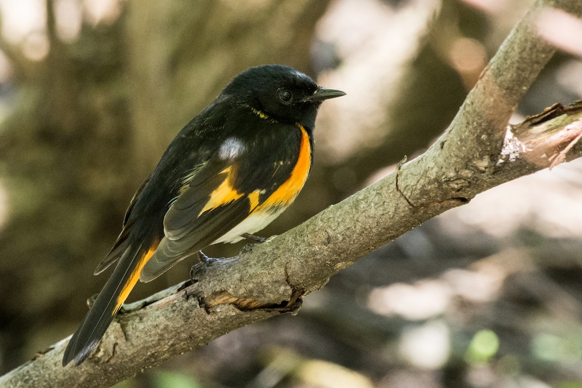 סבכון חכלילי - ML647085065