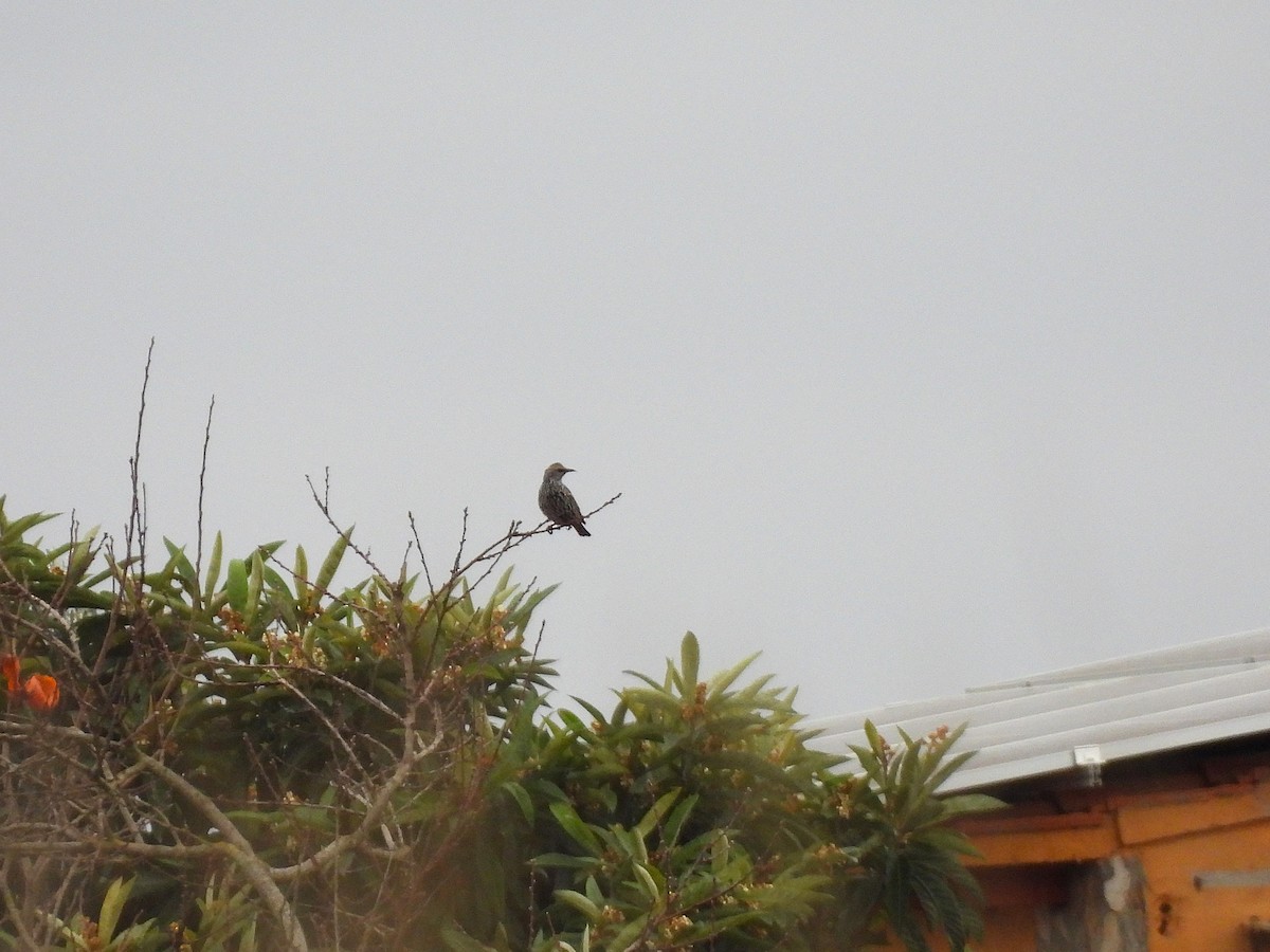 špaček obecný - ML647085067