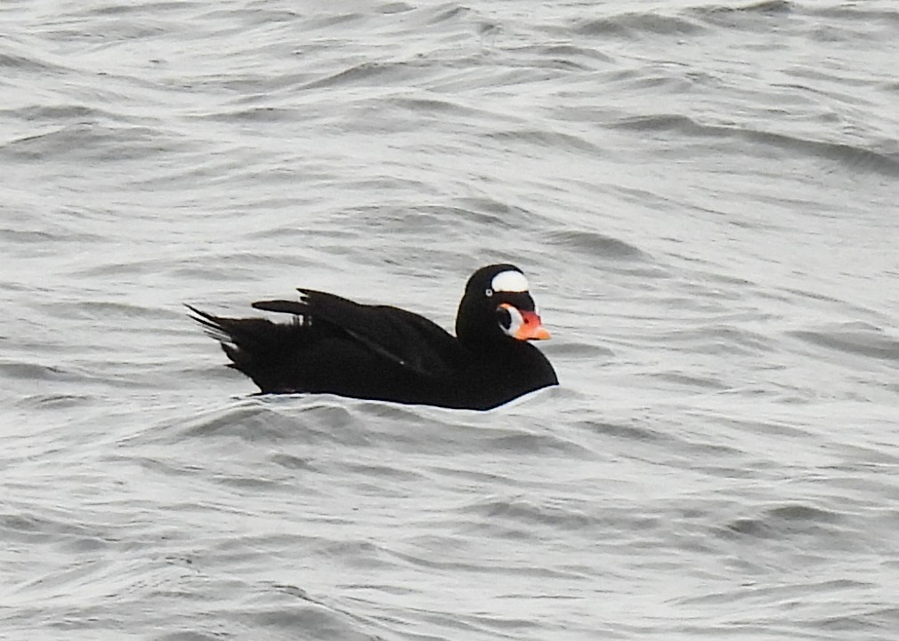 brilleand - ML647085071