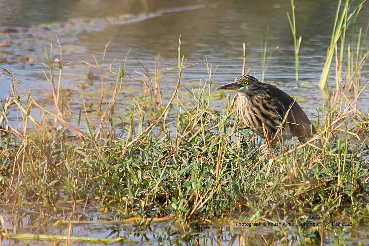 Чапля індійська - ML647085072