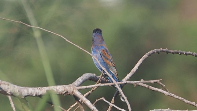 Blue Grosbeak - ML647085074