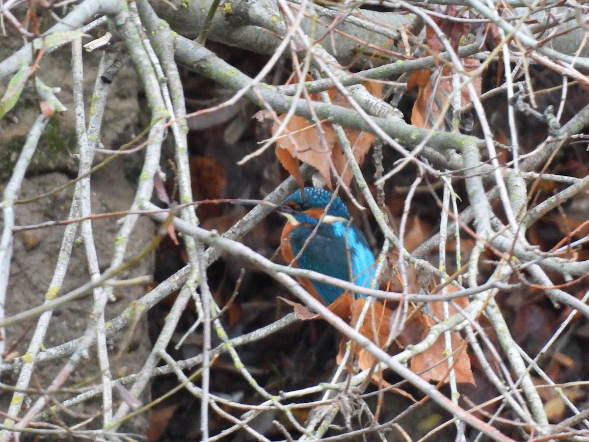 ledňáček říční - ML647085079