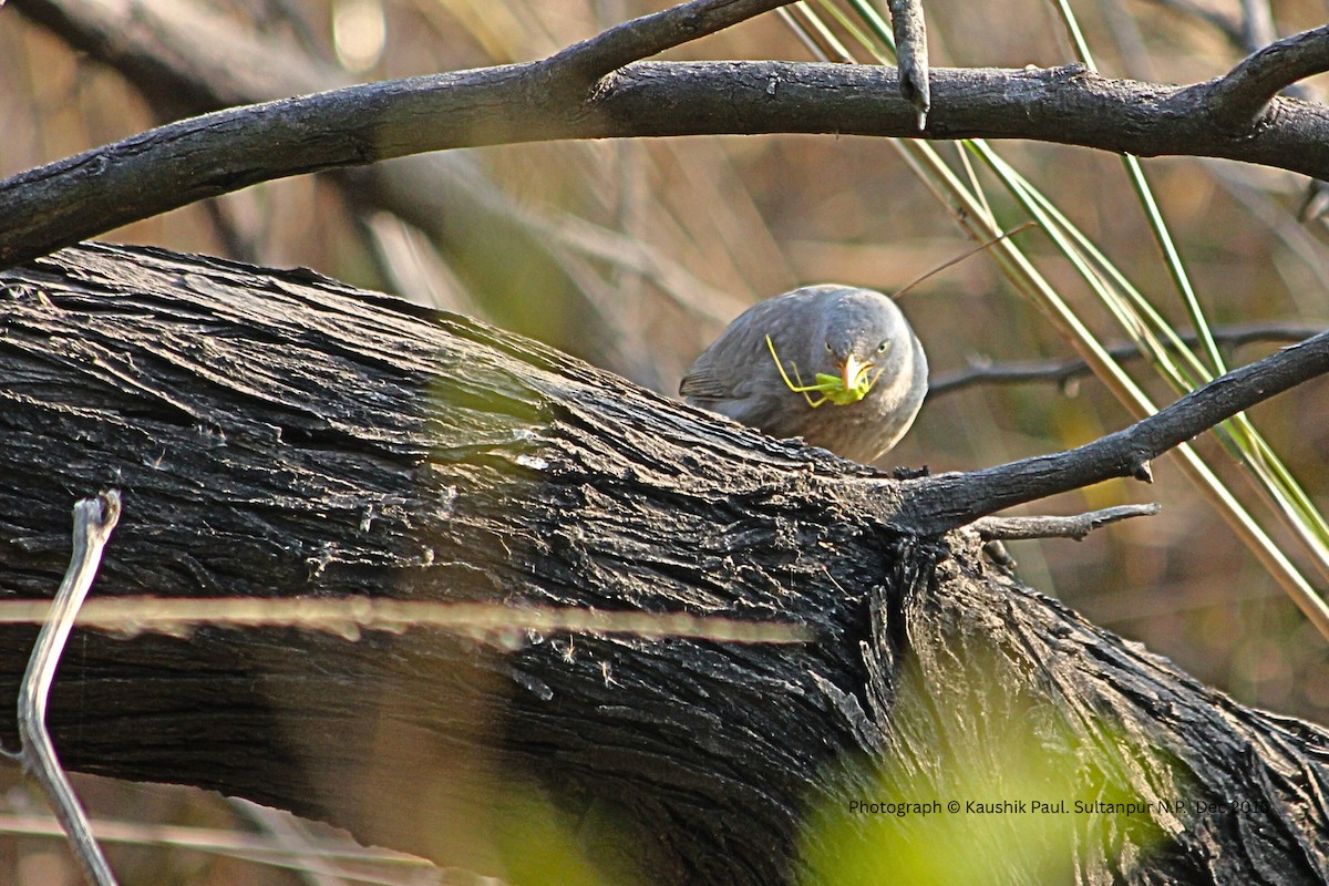 Кратеропа попеляста - ML647085080