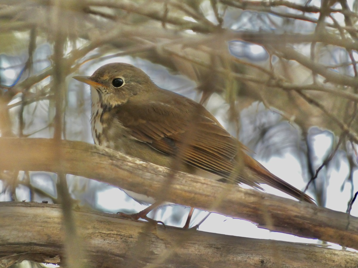 チャイロコツグミ - ML647085083