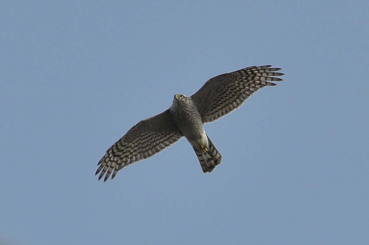 北雀鷹 - ML647085087