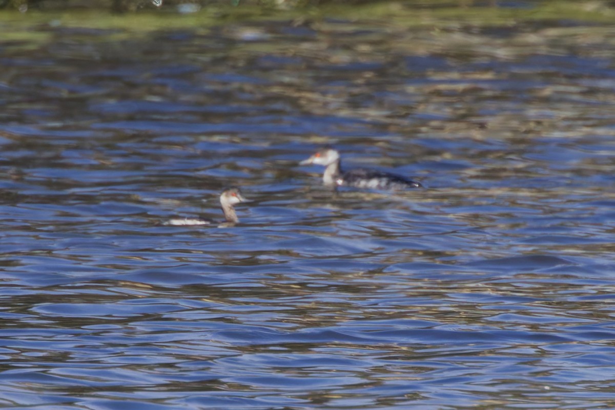 Eared Grebe - ML647085089