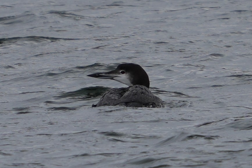 Common Loon - ML647085092