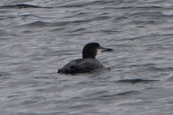 Common Loon - ML647085093