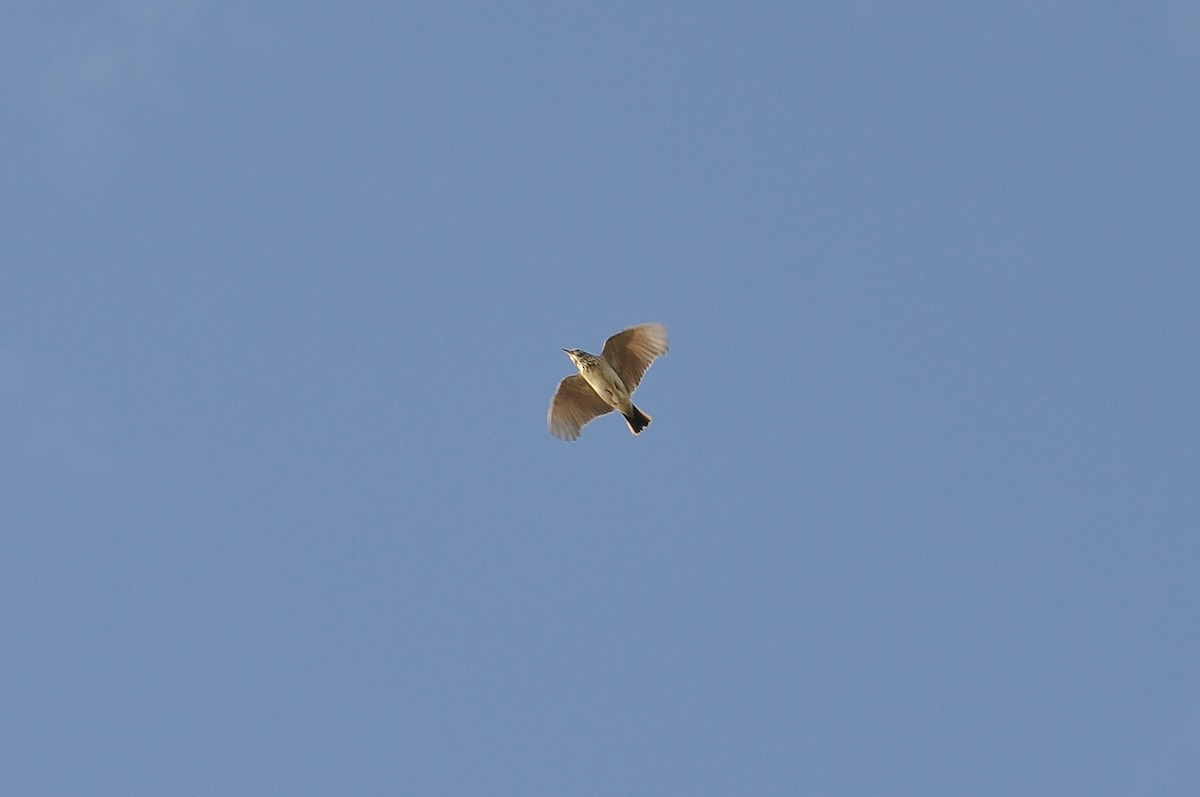 Crested Lark - ML647085104