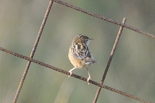 棕扇尾鶯 - ML647085105