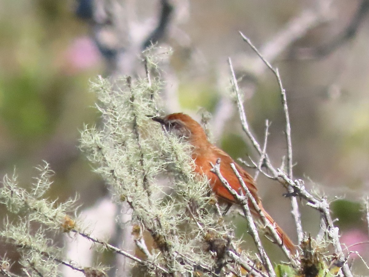 Yellow-chinned Spinetail - ML647085106