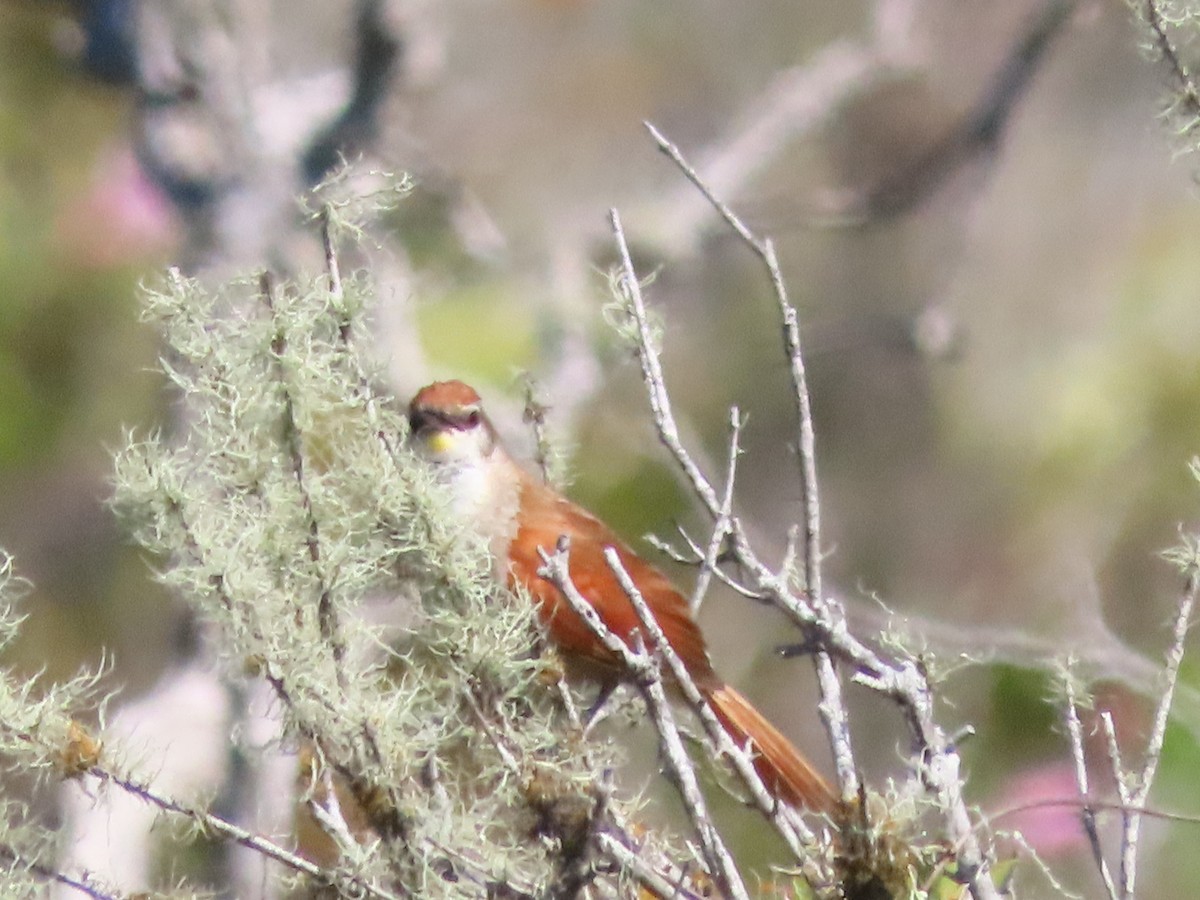 Yellow-chinned Spinetail - ML647085107