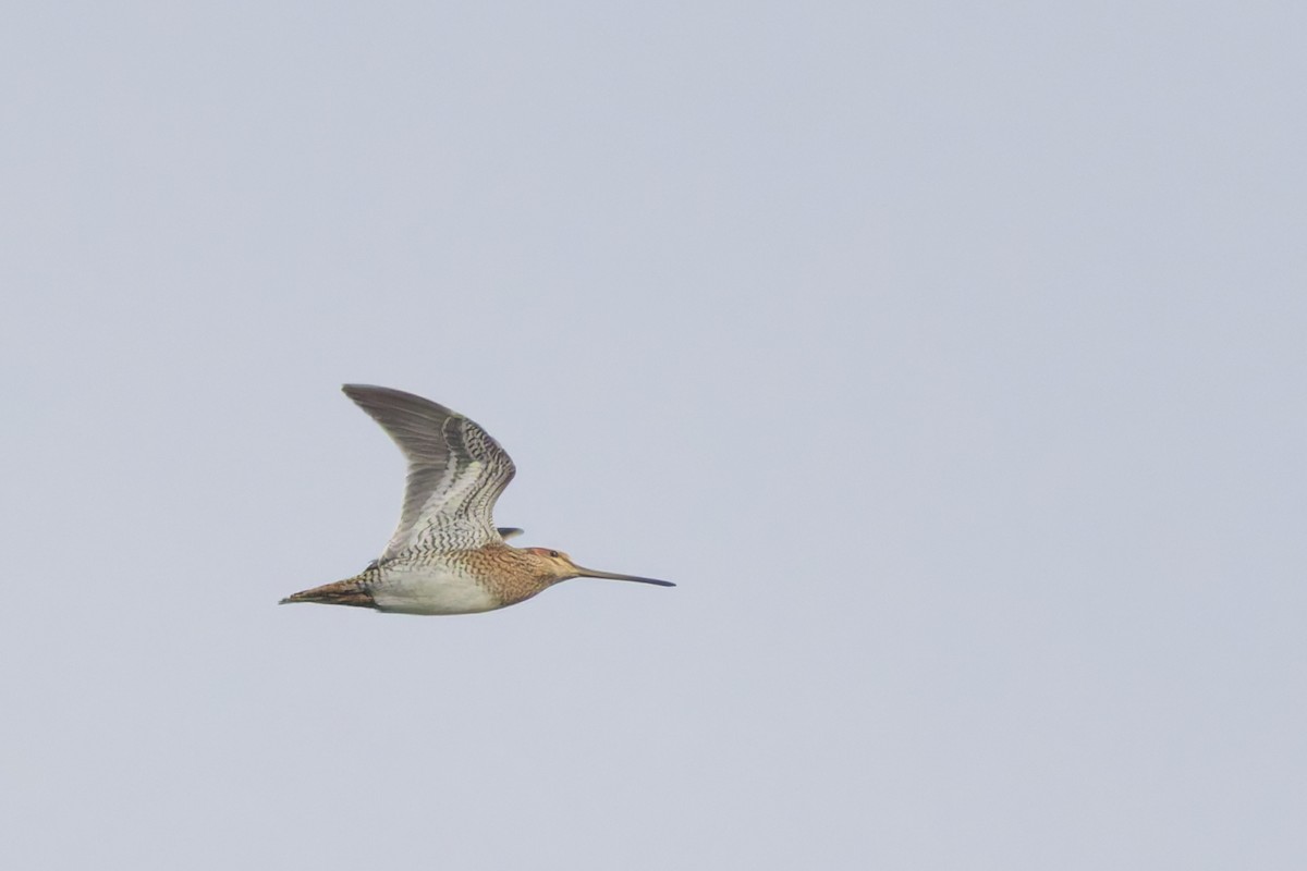 חרטומית ביצות - ML647085109