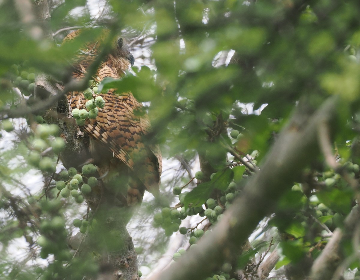 Pel's Fishing-Owl - ML647085113