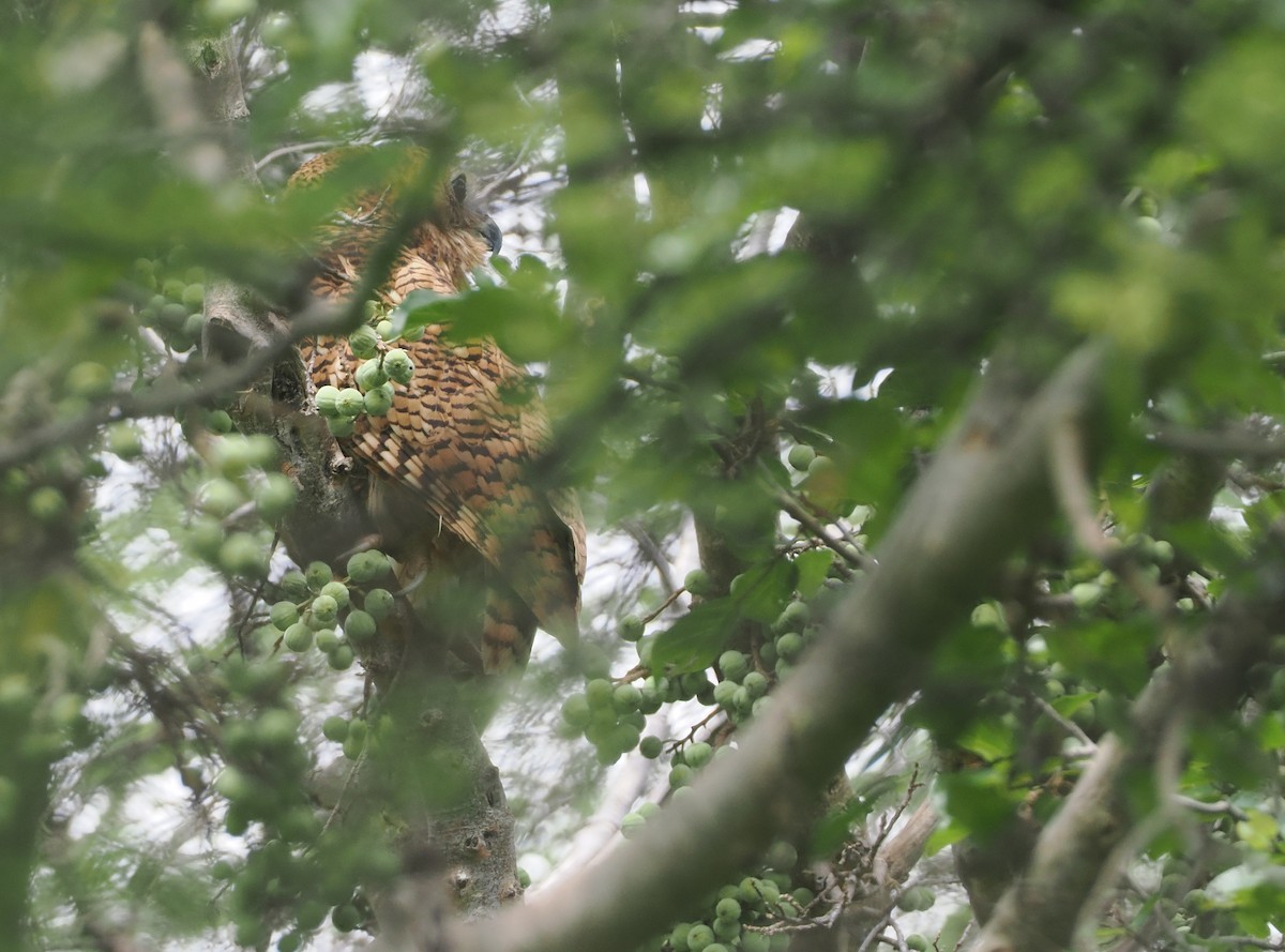 Pel's Fishing-Owl - ML647085116