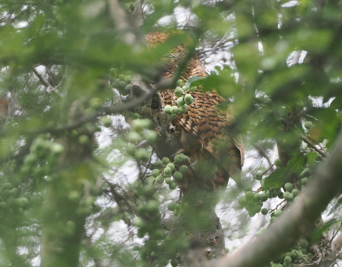 Pel's Fishing-Owl - ML647085121