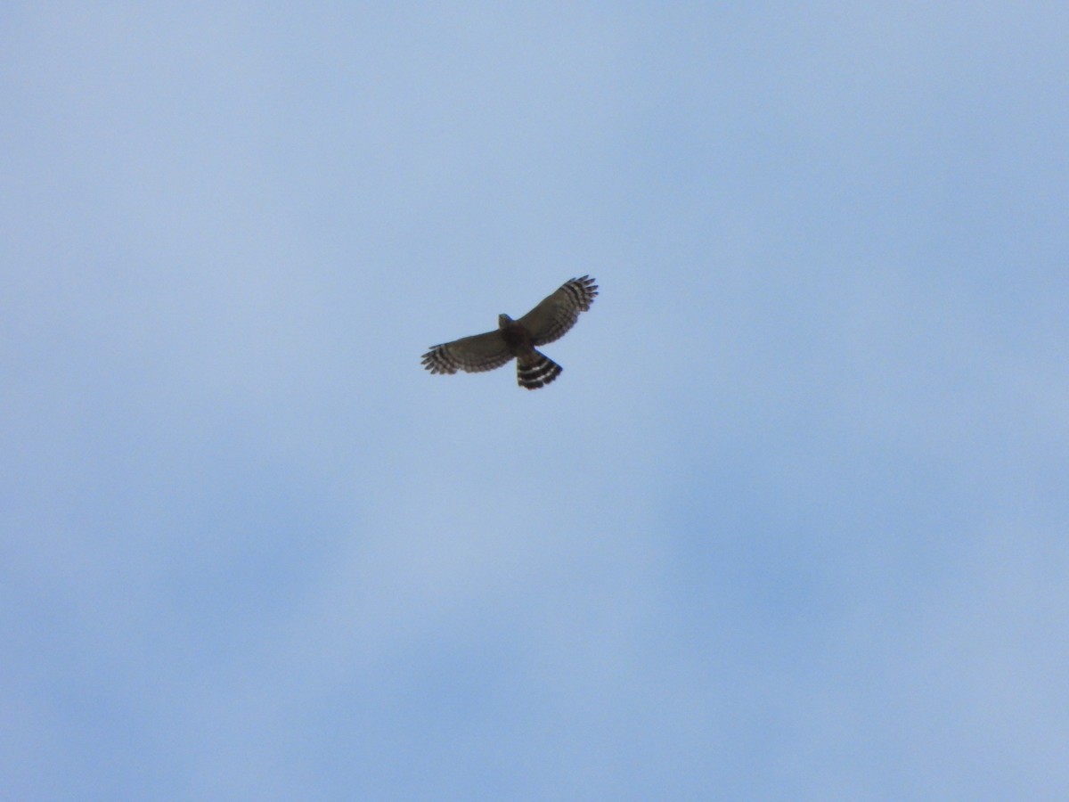 Double-toothed Kite - ML647085122