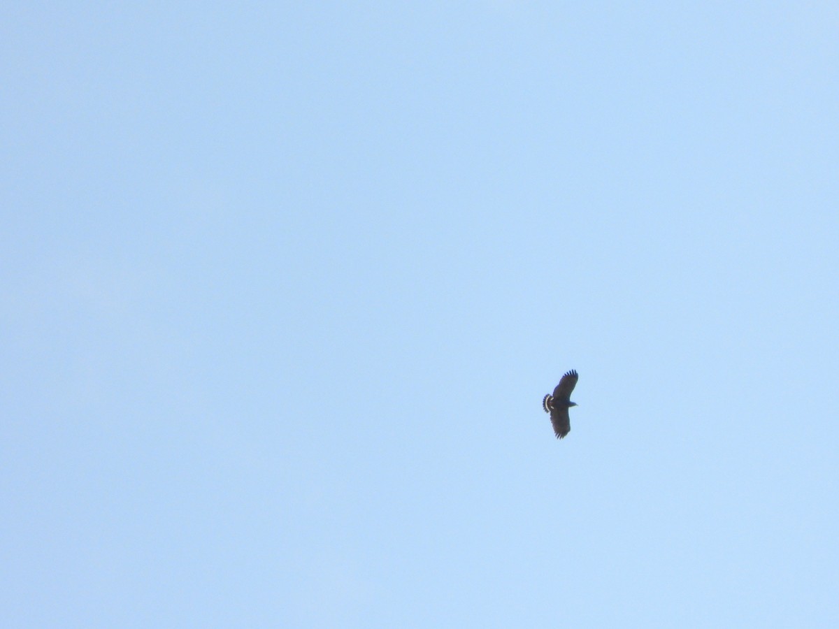 Slender-billed Kite - ML647085128