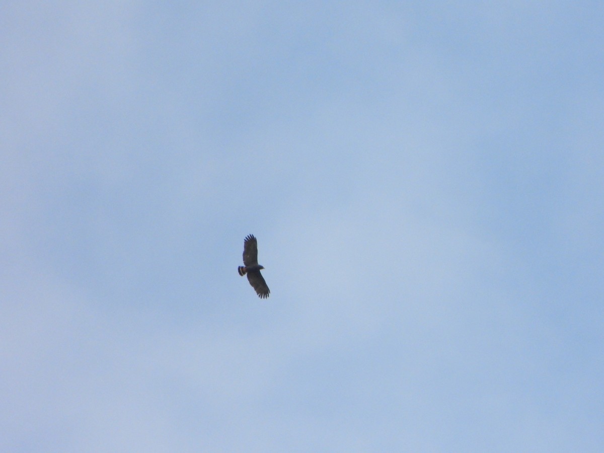 Slender-billed Kite - ML647085129