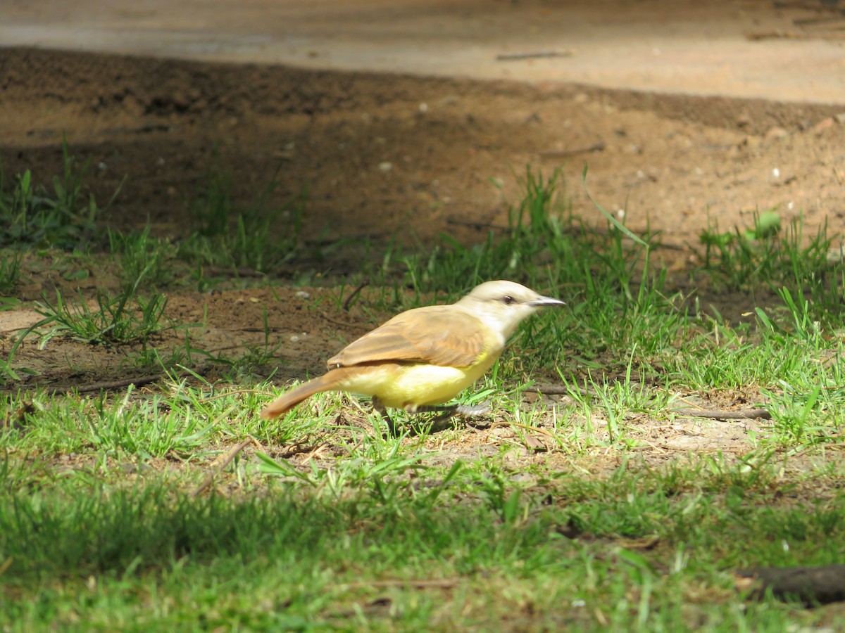 Cattle Tyrant - ML647085131