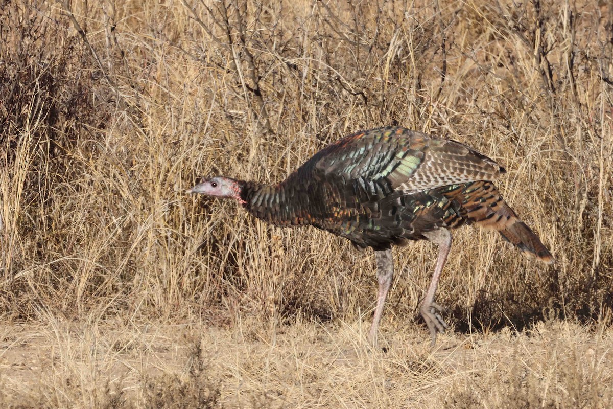 シチメンチョウ - ML647085138