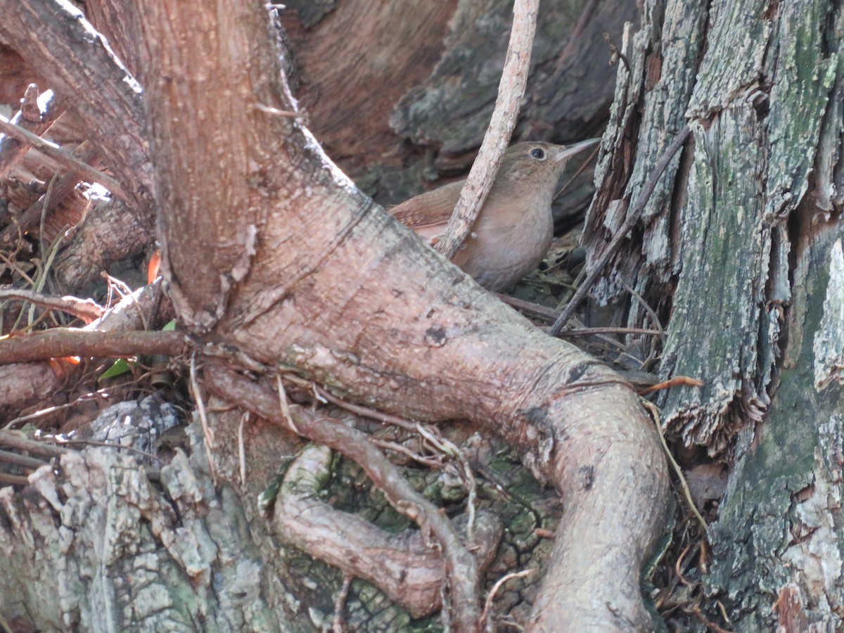 Southern House Wren - ML647085139