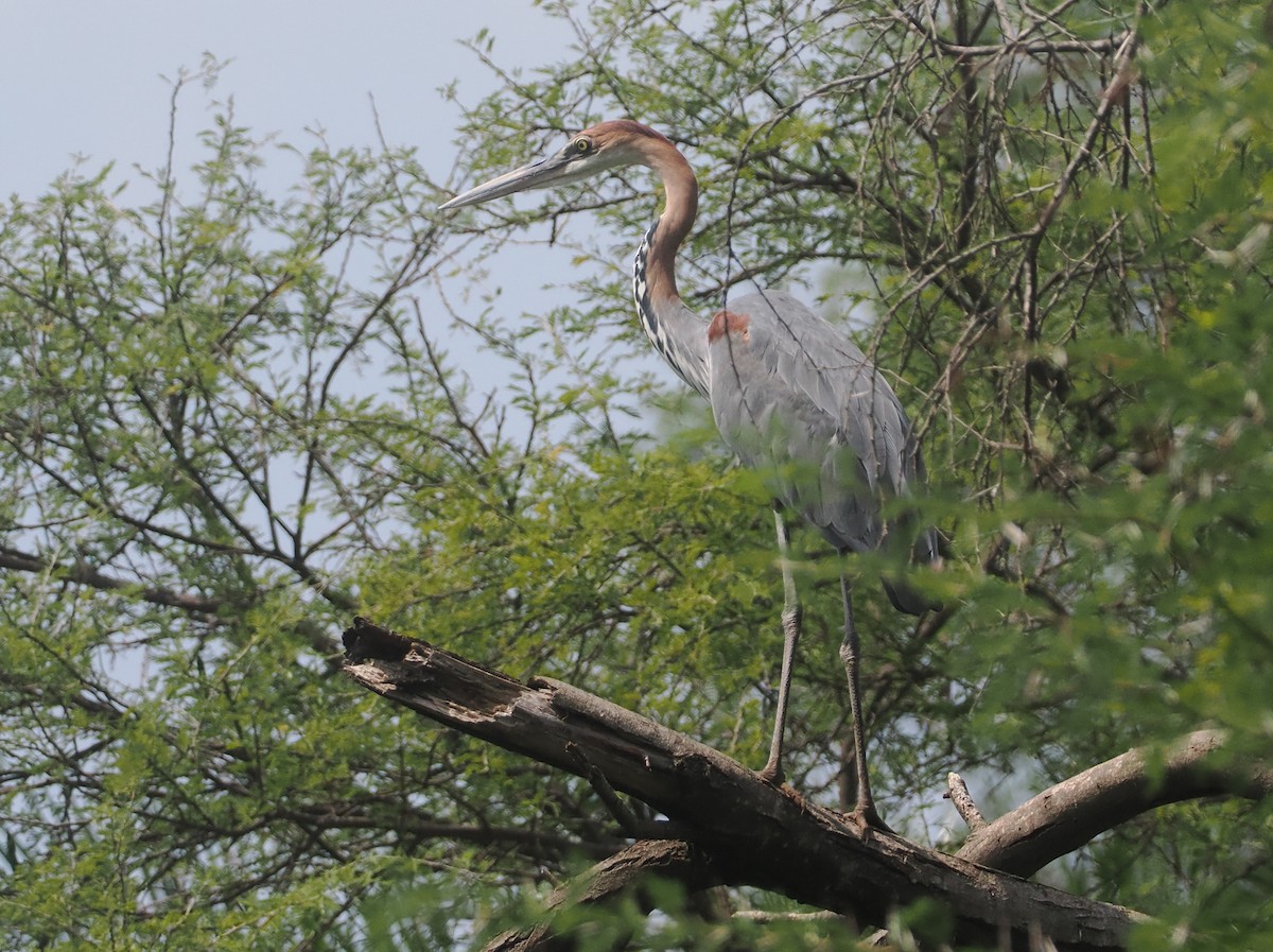 Чапля-велетень - ML647085144