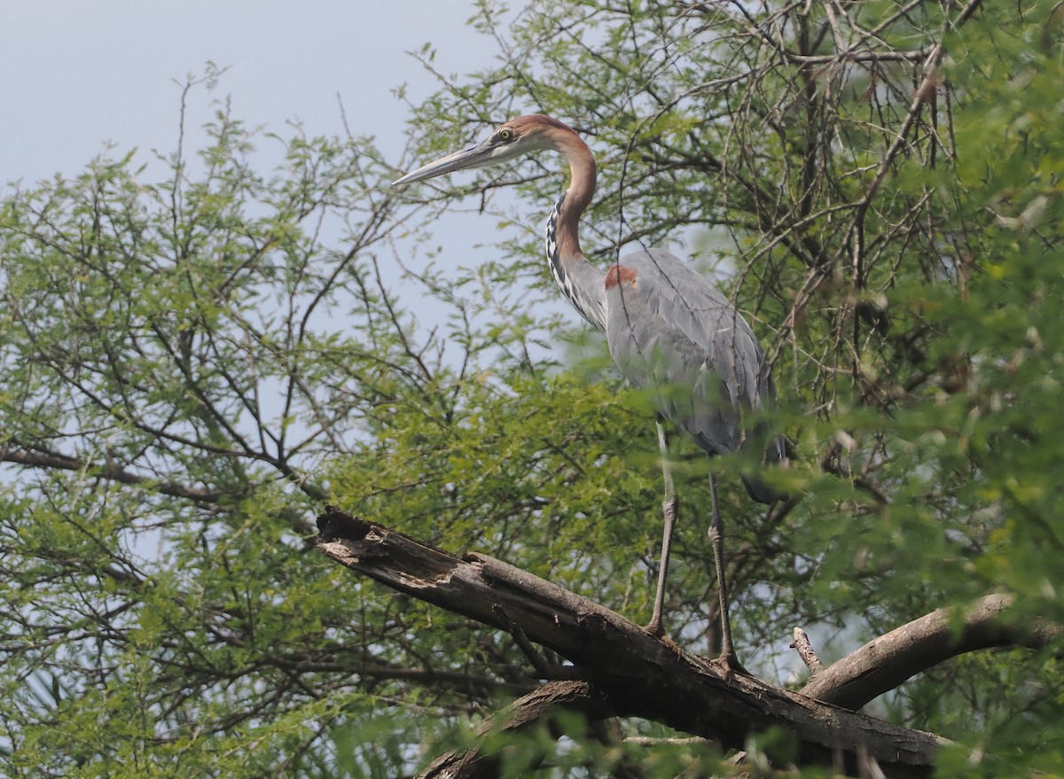 Чапля-велетень - ML647085149