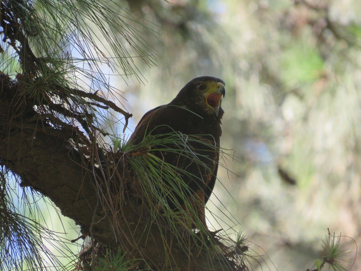 Harris's Hawk - ML647085150