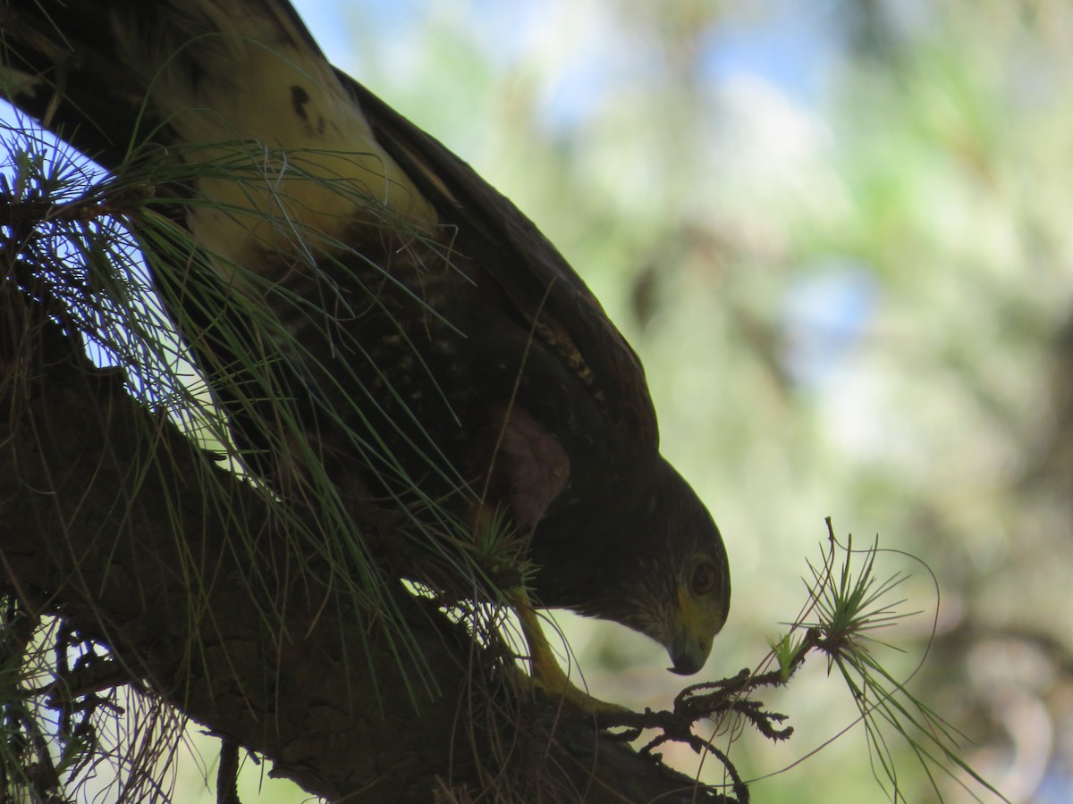 Harris's Hawk - ML647085151