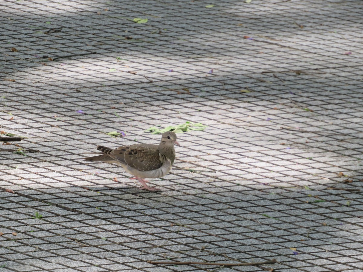 Eared Dove - ML647085166