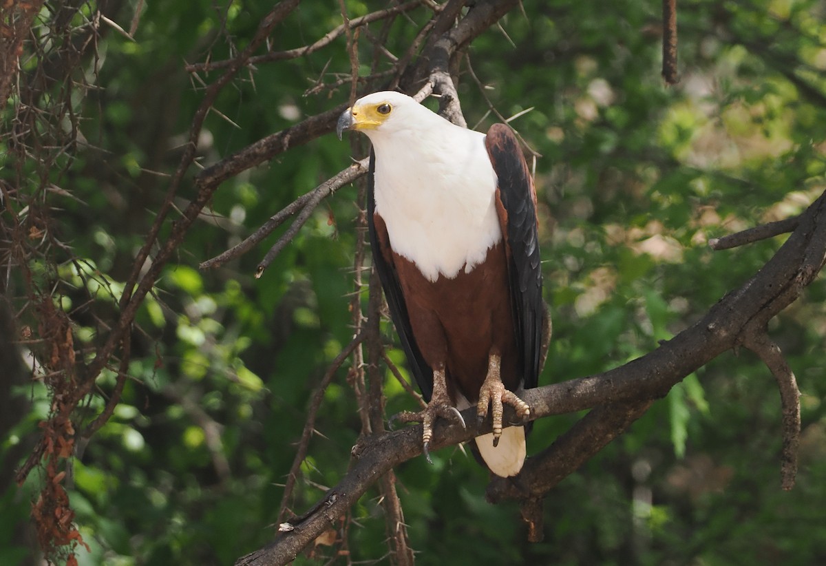 flodørn - ML647085167