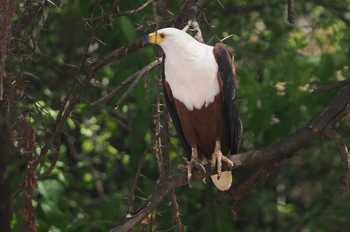 flodørn - ML647085168