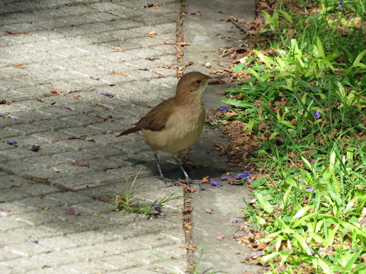 Rufous Hornero - ML647085169