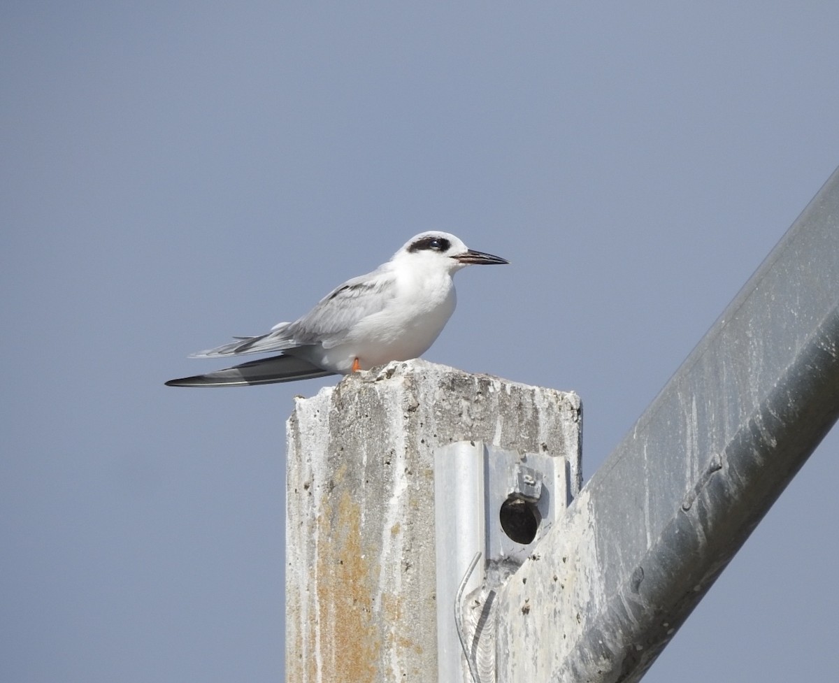 Forster's Tern - ML647085170