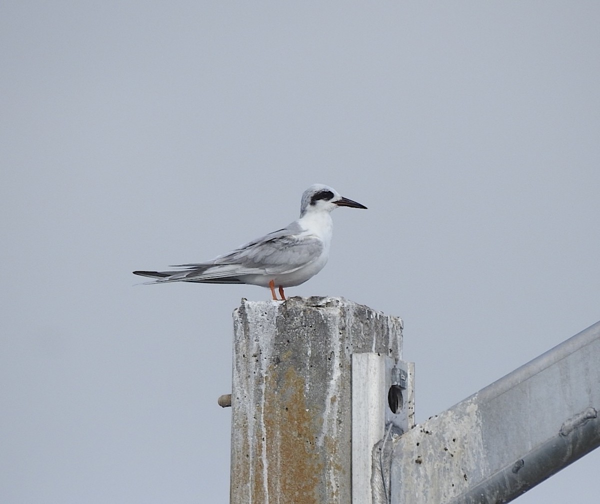 Forster's Tern - ML647085180