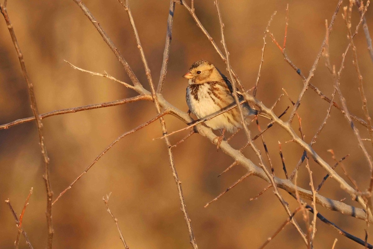 Harris's Sparrow - ML647085186