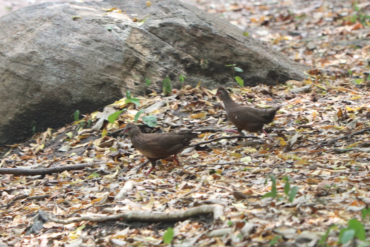Stone Partridge (Stone) - ML647085189