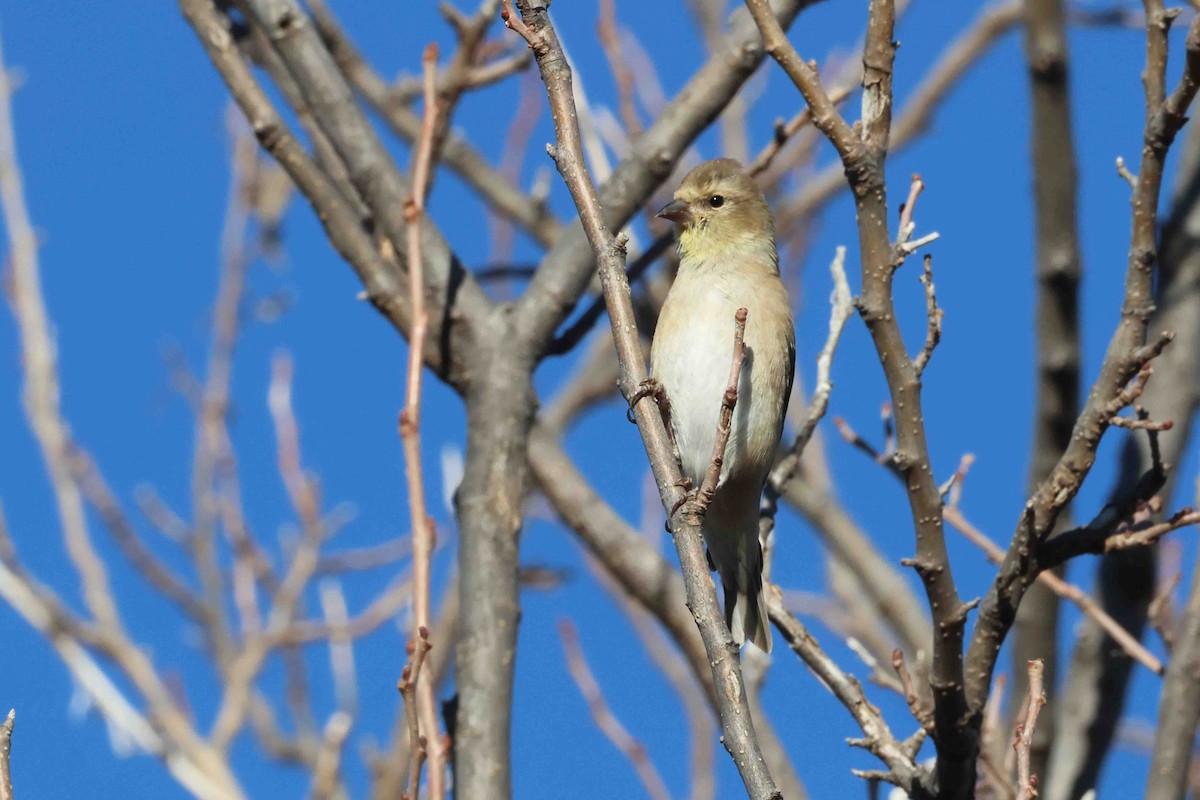 Goldzeisig - ML647085195