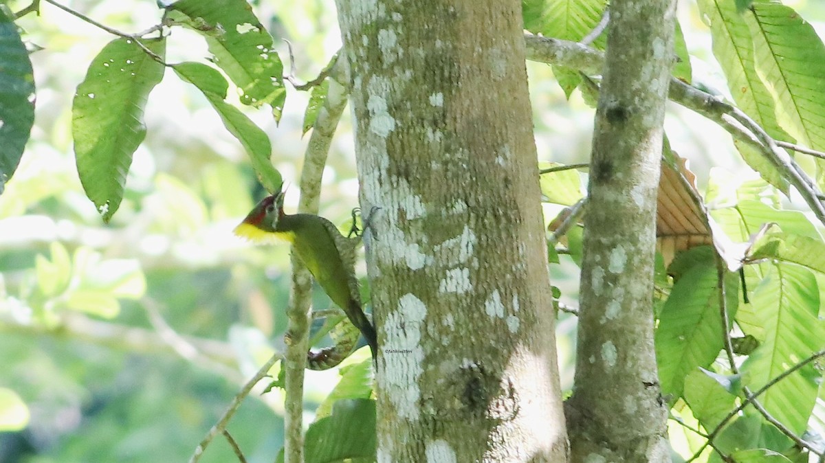 Жовна мала - ML647085204