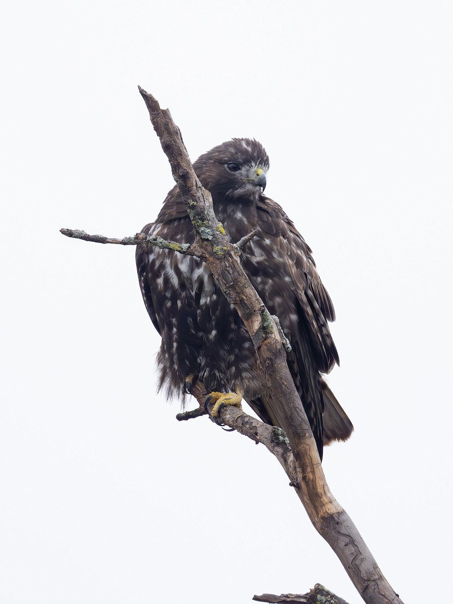 rødstjertvåk (harlani) - ML647085210