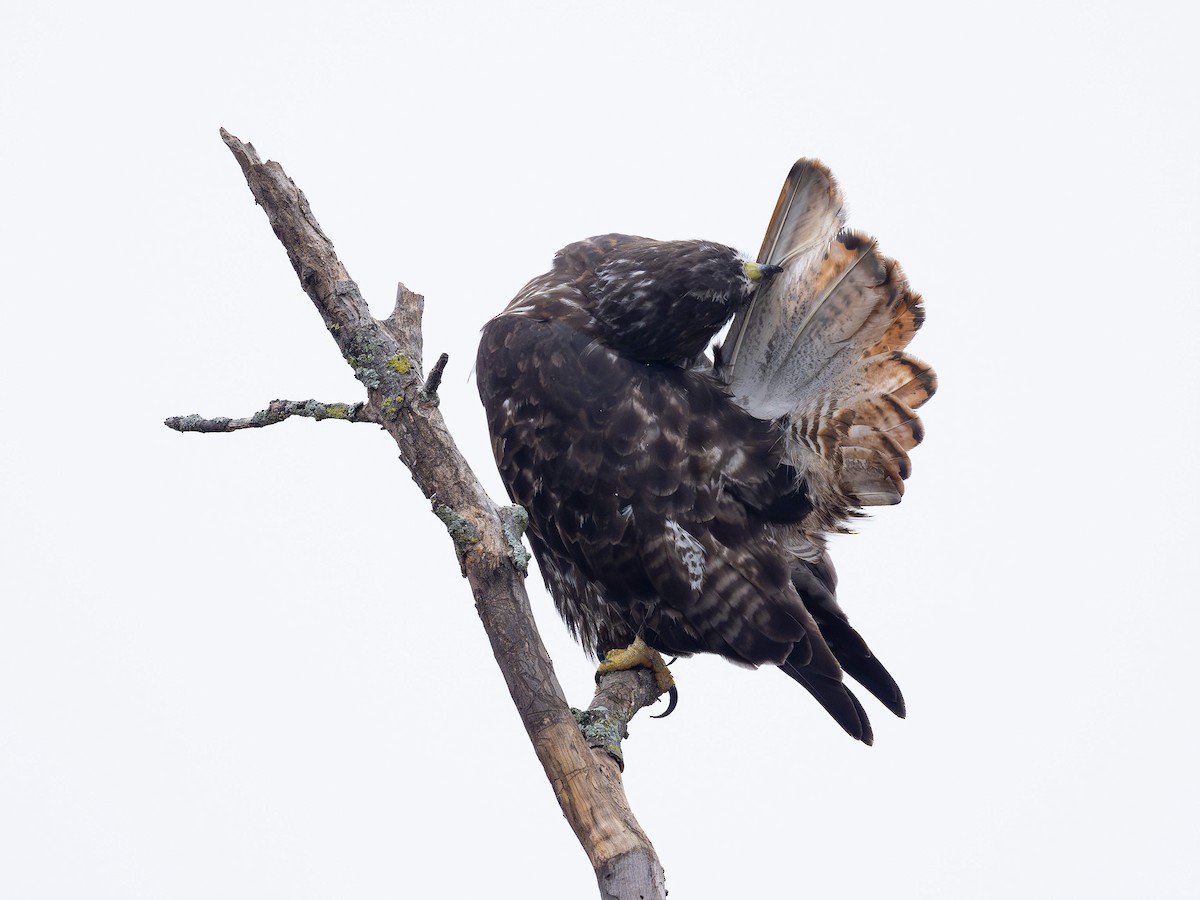 rødstjertvåk (harlani) - ML647085211