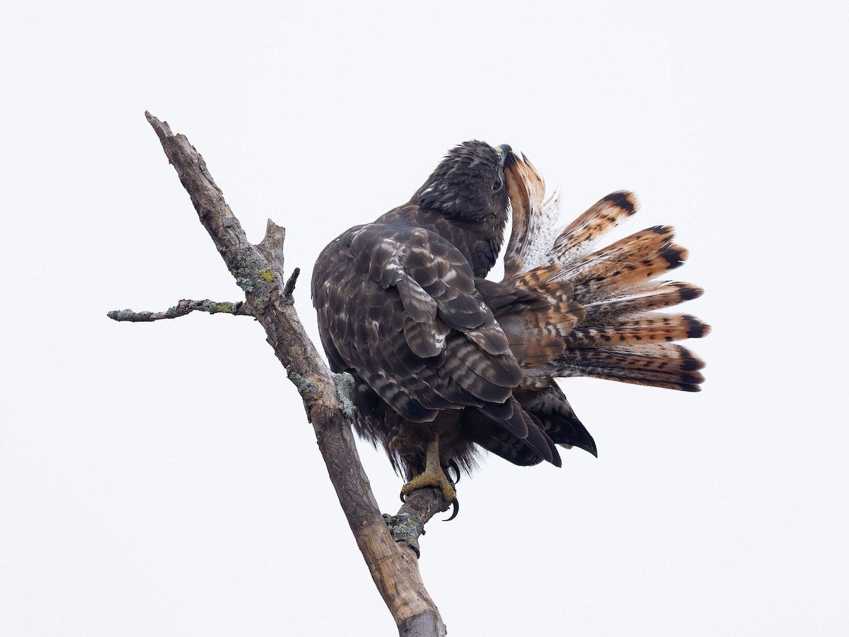 rødstjertvåk (harlani) - ML647085212