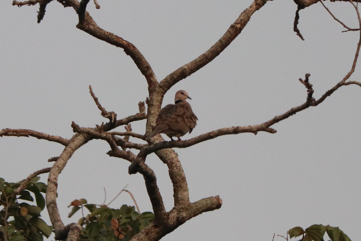 Vinaceous Dove - ML647085216