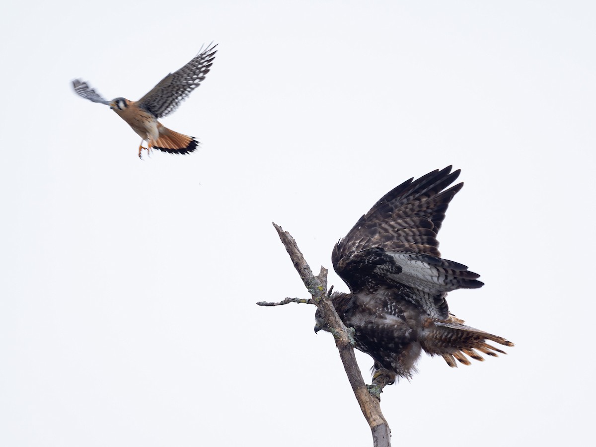 rødstjertvåk (harlani) - ML647085220