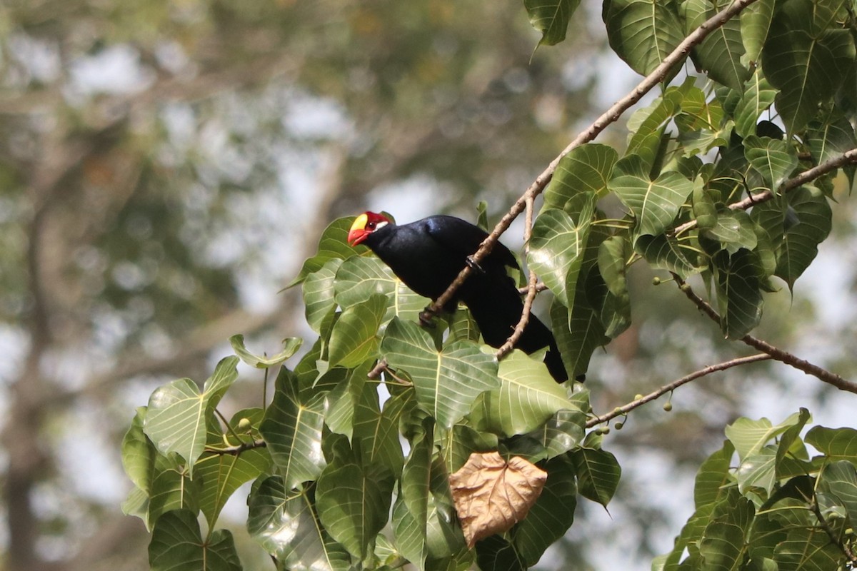Violet Turaco - ML647085221