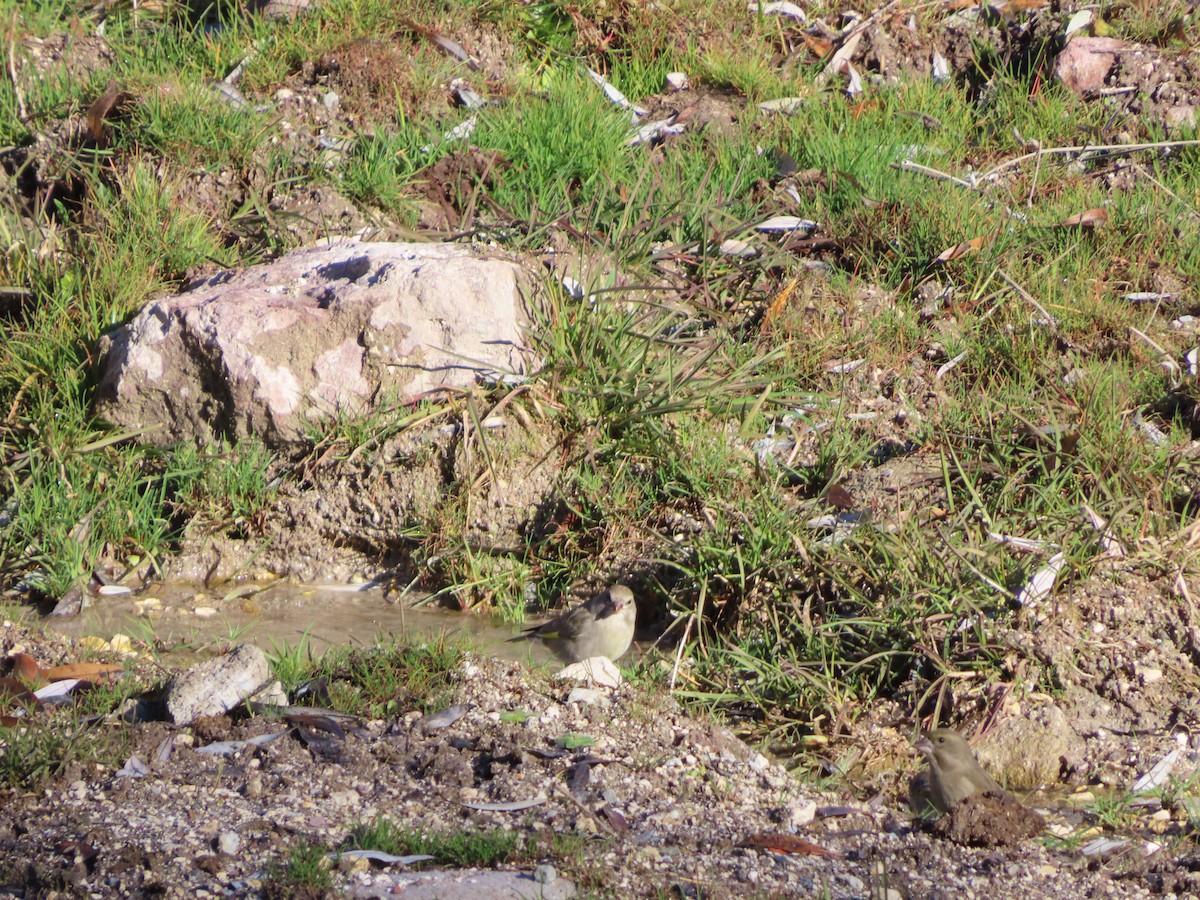 zvonek zelený - ML647085228