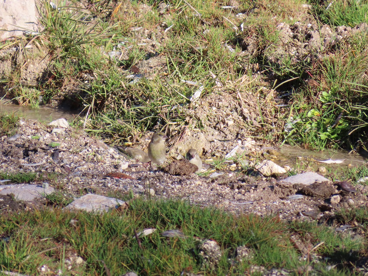 zvonek zelený - ML647085231